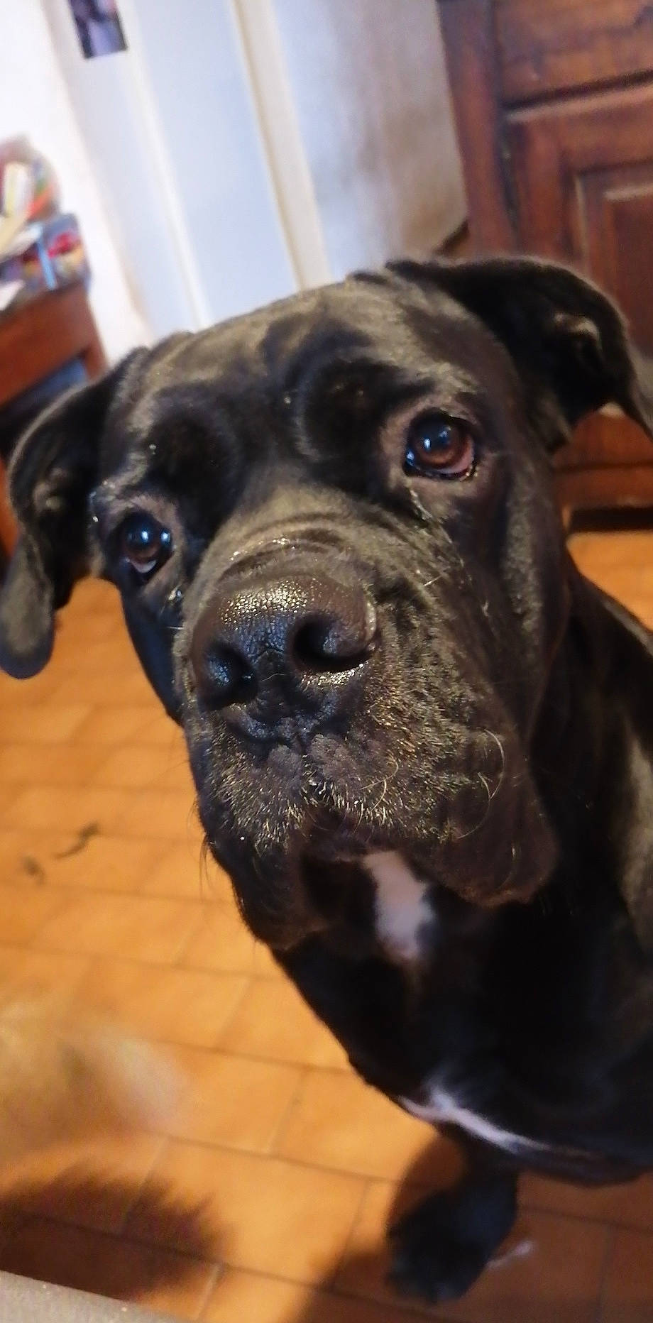 Orka participe au concours pour gagner de l'argent avec cette photo : american_pit_bull_terrier, bandog, boerboel, boxer, bullmastiff, cane_corso, canidae, carnivore, companion_dog, dog, dog_breed, fawn, mammal, molosser, non_sporting_group, puppy, snout, sporting_group, vertebrate, whiskers