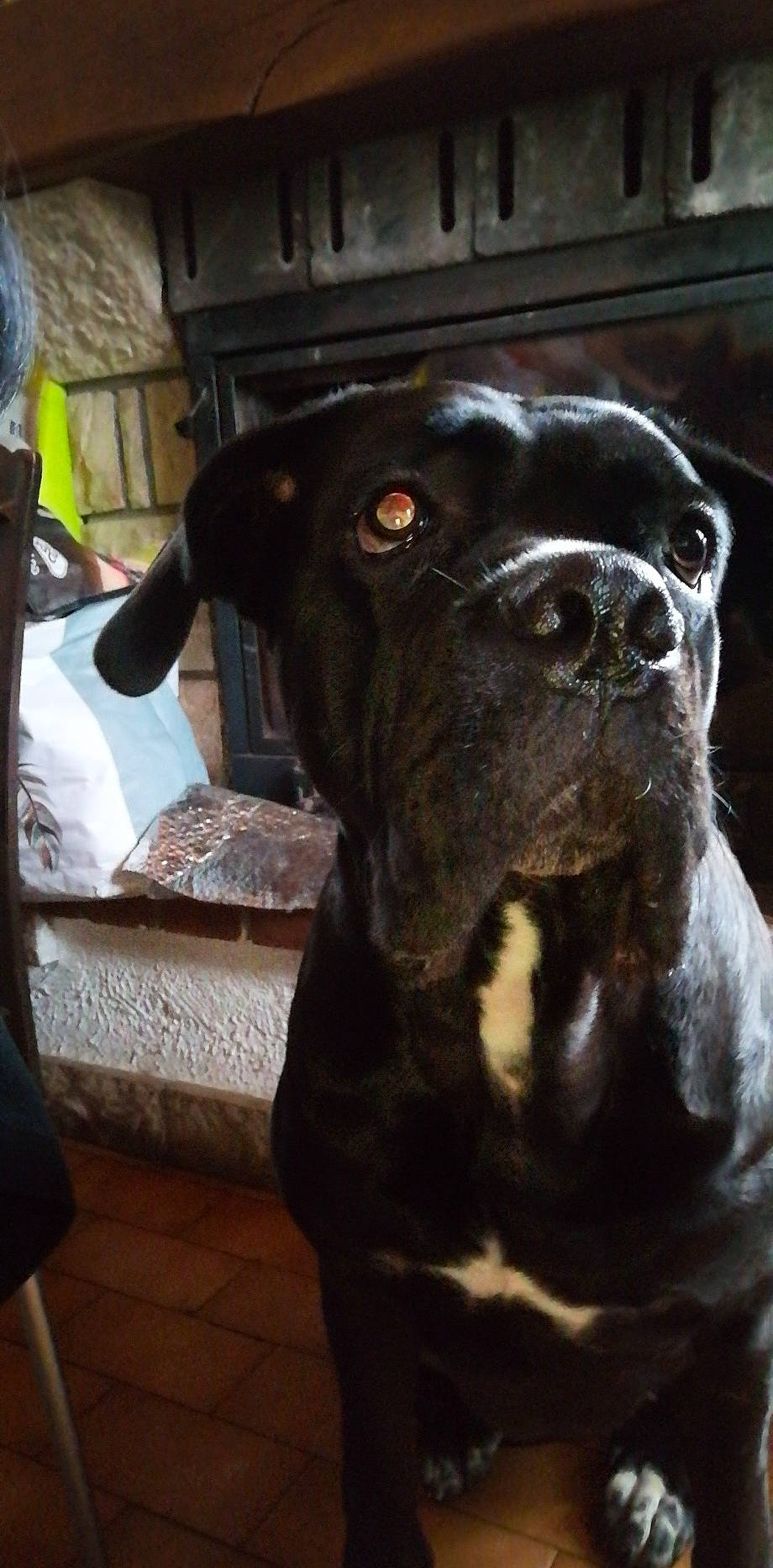 Orka a rejoint le concours — aidez-le/la à gagner de superbes lots ! american_bulldog, american_pit_bull_terrier, bandog, boxer, bully_kutta, cane_corso, canidae, carnivore, companion_dog, dog, dog_breed, guard_dog, mammal, molosser, non_sporting_group, nose, pit_bull, snout, sporting_group, vertebrate