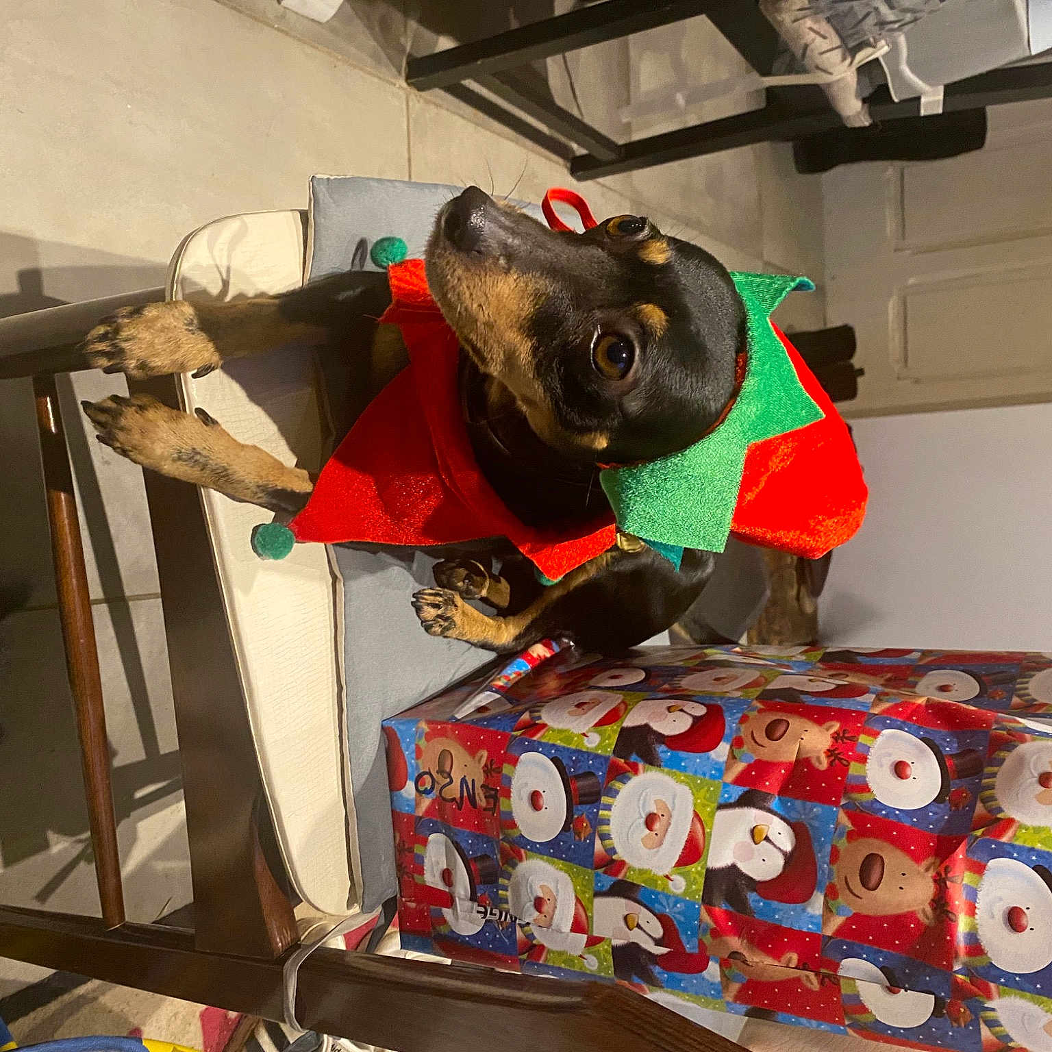 Poge participe au concours pour gagner de l'argent avec cette photo : bedding, carnivore, comfort, companion_dog, dog, dog_breed, dog_supply, fur, guard_dog, linens, room, sporting_group, toy, working_animal