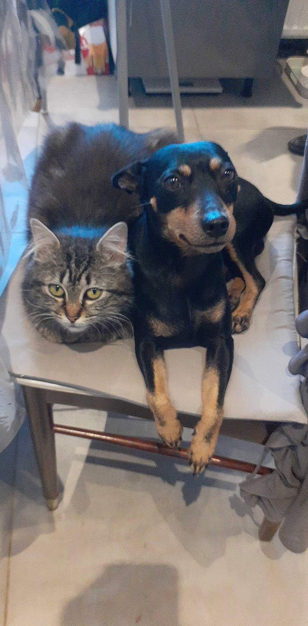 Poge a rejoint le concours — aidez-le/la à gagner de superbes lots ! canidae, carnivore, cat, cat_supply, chair, companion_dog, dog, dog_breed, domestic_short_haired_cat, fawn, felidae, fur, guard_dog, pet_supply, pinscher, small_to_medium_sized_cats, sporting_group, toy_dog, whiskers, working_animal