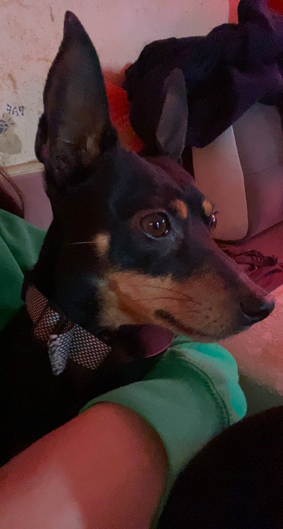 Poge a rejoint le concours — aidez-le/la à gagner de superbes lots ! canidae, carnivore, comfort, companion_dog, dog, dog_breed, ear, fawn, fur, non_sporting_group, prazsky_krysarik, snout, sporting_group, terrestrial_animal, toy_dog, whiskers, working_animal, working_dog