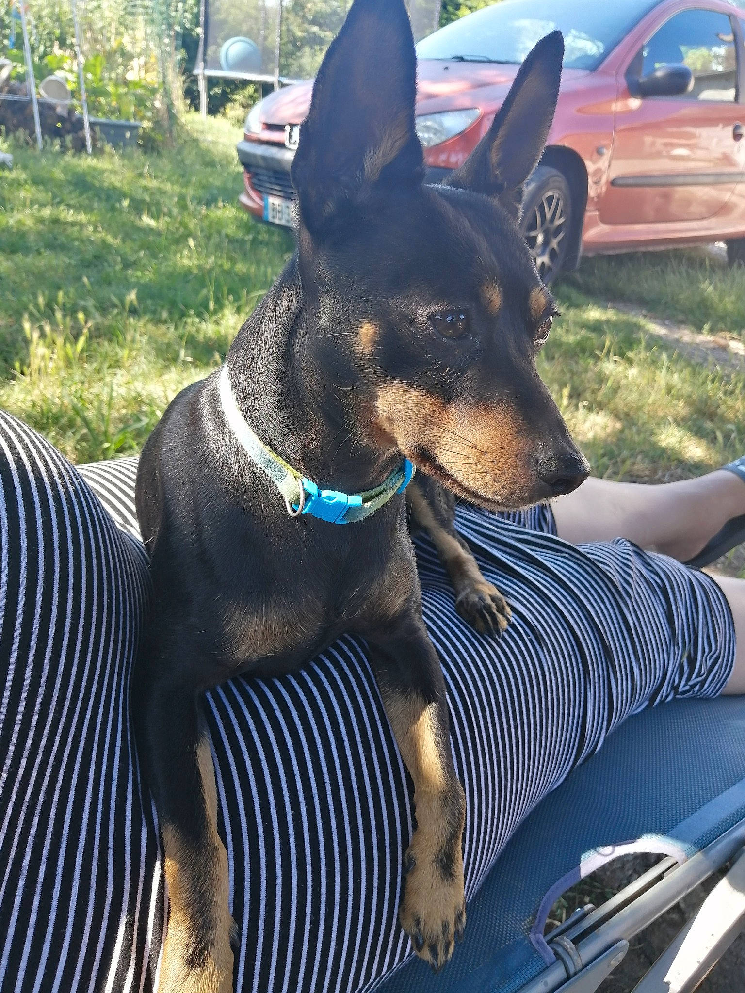 Pog participe au concours pour gagner de l'argent avec cette photo : australian_kelpie, black_and_tan_terrier, canidae, carnivore, dobermann, dog, dog_breed, english_toy_terrier, german_pinscher, guard_dog, mammal, manchester_terrier, miniature_pinscher, pinscher, prazsky_krysarik, rare_breed_dog, snout, toy_manchester_terrier, vertebrate, working_dog