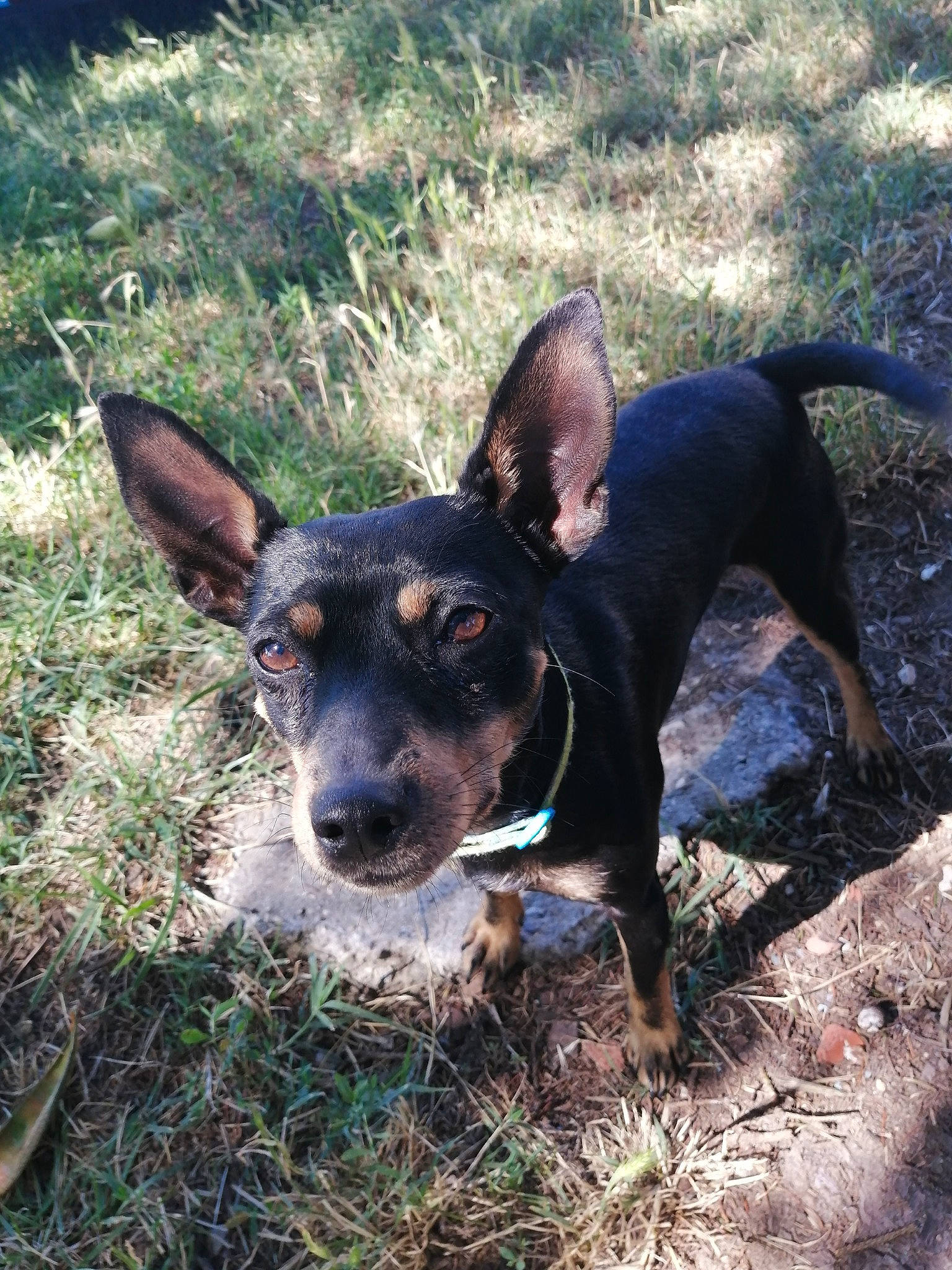 Pog participe au concours pour gagner de l'argent avec cette photo : australian_kelpie, black_and_tan_terrier, canidae, carnivore, dog, dog_breed, ear, english_toy_terrier, lancashire_heeler, mammal, miniature_pinscher, rare_breed_dog, sporting_group, vertebrate