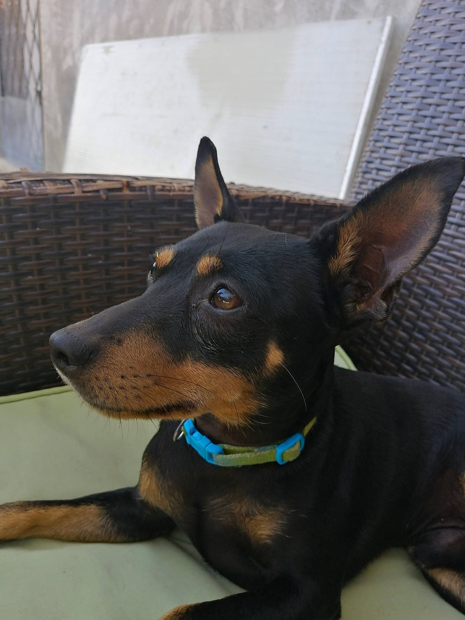 Pog participe au concours pour gagner de l'argent avec cette photo : canidae, carnivore, dobermann, dog, dog_breed, ear, english_toy_terrier, german_pinscher, guard_dog, mammal, manchester_terrier, miniature_pinscher, pinscher, prazsky_krysarik, rare_breed_dog, snout, toy_dog, toy_manchester_terrier, vertebrate, working_dog