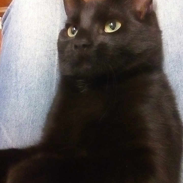 Nemo