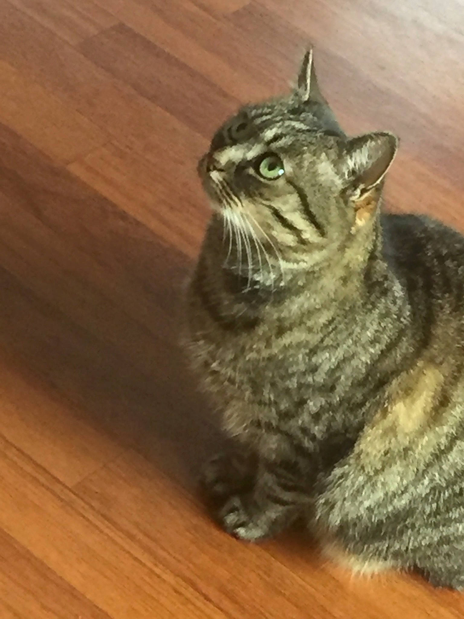 Maminette a rejoint le concours — aidez-le/la à gagner de superbes lots ! american_bobtail, american_curl, american_shorthair, american_wirehair, asian, california_spangled, carnivore, cat, domestic_short_haired_cat, dragon_li, european_shorthair, felidae, flooring, mammal, pixie_bob, small_to_medium_sized_cats, snout, tabby_cat, whiskers, wood