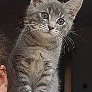 Rio a rejoint le concours — aidez-le/la à gagner de superbes lots ! kitten, cat, gray_cat, tabby, pet, animal, whiskers, fur, cute, shoulder, person, shirt, pattern, indoor, closeup, young_cat, curious, small_paws, domestic_cat, feline