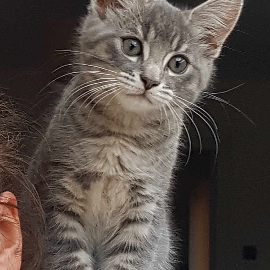 Rio a rejoint le concours — aidez-le/la à gagner de superbes lots ! animal, cat, closeup, curious, cute, domestic_cat, feline, fur, gray_cat, indoor, kitten, pattern, person, pet, shirt, shoulder, small_paws, tabby, whiskers, young_cat
