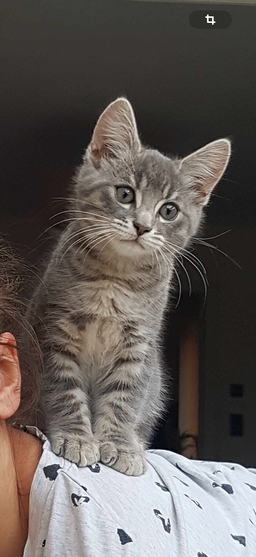 Rio a rejoint le concours — aidez-le/la à gagner de superbes lots ! kitten, cat, gray_cat, tabby, pet, animal, whiskers, fur, cute, shoulder, person, shirt, pattern, indoor, closeup, young_cat, curious, small_paws, domestic_cat, feline