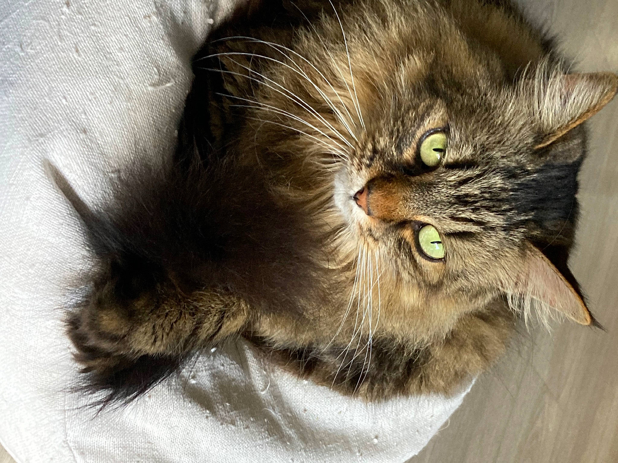 Maoui a rejoint le concours — aidez-le/la à gagner de superbes lots ! british_longhair, carnivore, cat, claw, close_up, domestic_short_haired_cat, felidae, fur, maine_coon, paw, siberian, small_to_medium_sized_cats, snout, tail, terrestrial_animal, whiskers, wood