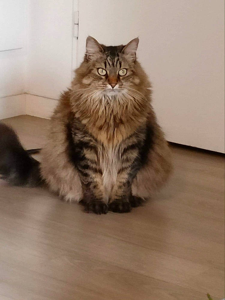 Maoui a rejoint le concours — aidez-le/la à gagner de superbes lots ! british_longhair, carnivore, cat, domestic_short_haired_cat, fawn, felidae, floor, flooring, grey, hardwood, laminate_flooring, maine_coon, paw, small_to_medium_sized_cats, snout, tail, terrestrial_animal, whiskers, wood, wood_flooring