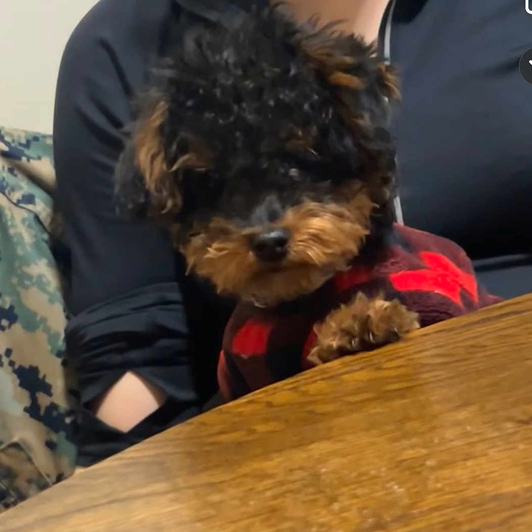 Archie is registered to the contest to win money with this photo: adult, affenpinscher, animal, canine, dog, dogbed, face, female, happy, head, indoors, interiordesign, person, pet, poodle, puppy, smile, terrier, woman