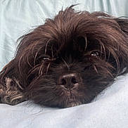 Max joined the competition — help win amazing prizes! dog, close_up, black_fur, resting, bed, cute, fluffy, sleepy, animal, pet, face, fur, nose, whiskers, indoors, relaxed, soft, portrait, head, canine