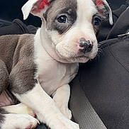 Kimora is registered to the contest to win money with this photo: puppy, dog, car_interior, seat, black_clothing, white_paws, brown_and_white_fur, cute, pet, animal, young_dog, ears, nose, sitting, looking, indoors, window, daylight, fur, closeup