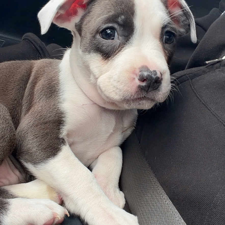 Kimora is registered to the contest to win money with this photo: puppy, dog, car_interior, seat, black_clothing, white_paws, brown_and_white_fur, cute, pet, animal, young_dog, ears, nose, sitting, looking, indoors, window, daylight, fur, closeup