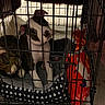 animal, black_and_white, cage, canine, carpet, chew_toy, crate, cute, dog, domestic_animal, indoor, looking_up, pet, pet_accessory, pet_bed, plush_toy, puppy, sitting, toy, young_dog