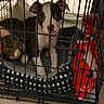Kimora is registered to the contest to win money with this photo: animal, bed, cage, carpet, chew_toy, cozy, crate, cute, dog, ears, fur, indoor, looking, pet, playful, puppy, resting, stuffed_animal, toy, young
