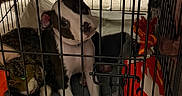 Kimora joined the competition — help win amazing prizes! animal, black_and_white, cage, carpet, companion, crate, curious, cute, dog, domestic, furniture, indoor, pet, pet_bed, playful, puppy, resting, stuffed_animal, toy, young_dog