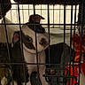 Kimora is registered to the contest to win money with this photo: animal, blanket, cage, companion, crate, cute, dog, domestic, ears, eyes, fur, indoors, looking_up, nose, pet, portrait, puppy, sitting, toy, young