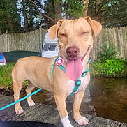 Jolene is registered to the contest to win money with this photo: dog, tongue_out, harness, leash, wooden_dock, water, fence, trees, greenery, outdoor, pet, canine, happy, nature, smiling, quilted_bag, paw, tan_dog, daylight, playful