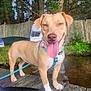 dog, tongue_out, harness, leash, wooden_dock, water, fence, trees, greenery, outdoor, pet, canine, happy, nature, smiling, quilted_bag, paw, tan_dog, daylight, playful