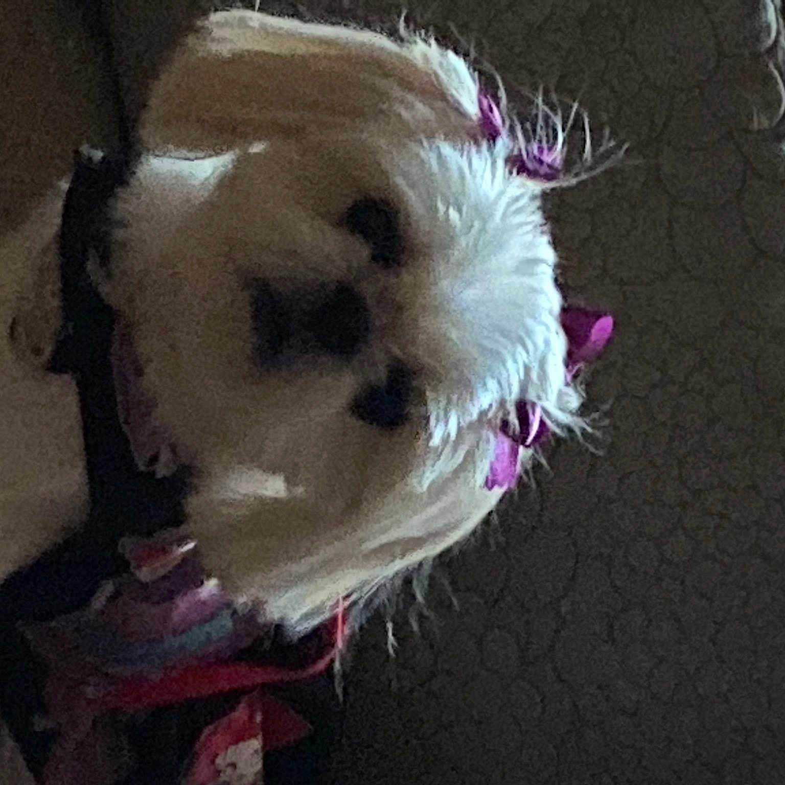 Chicky joined the competition — help win amazing prizes! canidae, companion_dog, dog_breed, event, fashion_accessory, fawn, fur, magenta, non_sporting_group, pink, snout, sporting_group, tail, toy, toy_dog, wood
