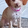 dog, small_dog, curly_fur, pink_bow, pink_collar, bell, carpet, toy, indoor, pet, cute, sitting, attentive, fur, animal, domestic, floor, colorful, cozy, companion