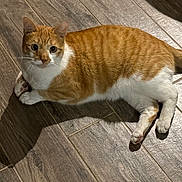 Dragibus a rejoint le concours — aidez-le/la à gagner de superbes lots ! cat, orange_cat, white_cat, pet, animal, floor, wooden_floor, indoor, shadow, lying_down, looking, alert, whiskers, ears, tail, paws, fur, domestic_cat, mammal, cute