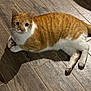cat, orange_cat, white_cat, pet, animal, floor, wooden_floor, indoor, shadow, lying_down, looking, alert, whiskers, ears, tail, paws, fur, domestic_cat, mammal, cute
