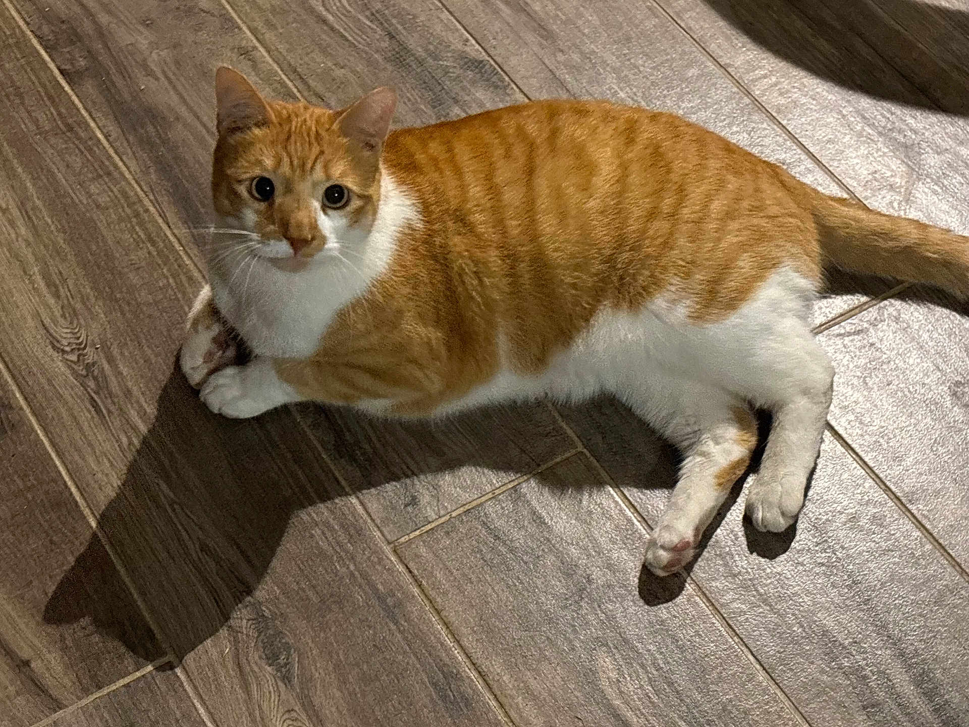 Dragibus a rejoint le concours — aidez-le/la à gagner de superbes lots ! cat, orange_cat, white_cat, pet, animal, floor, wooden_floor, indoor, shadow, lying_down, looking, alert, whiskers, ears, tail, paws, fur, domestic_cat, mammal, cute