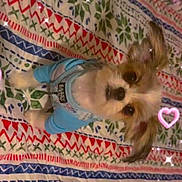 Chloe joined the competition — help win amazing prizes! dog, small_dog, puppy, blue_outfit, pet_clothing, patterned_blanket, colorful, sparkles, heart_doodle, cute, adorable, indoor, fur, animal, pet, looking_up, sitting, soft_lighting, closeup, portrait