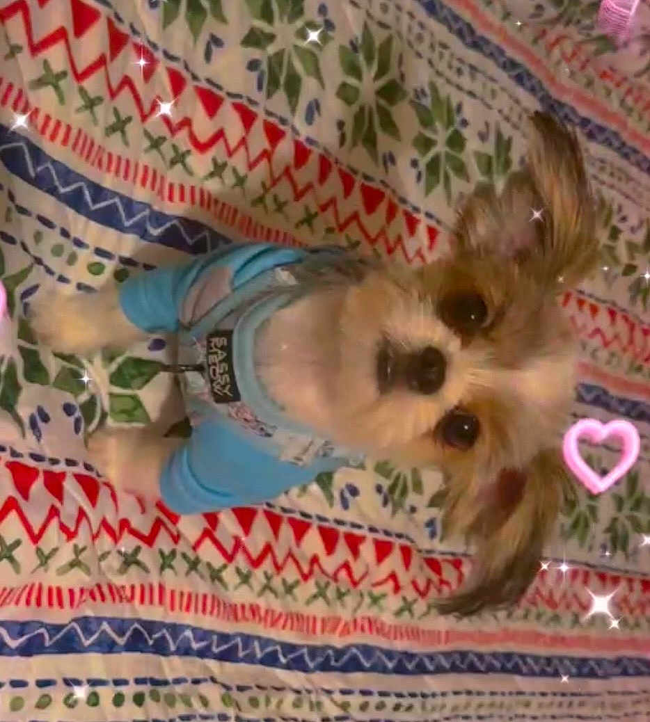 Chloe joined the competition — help win amazing prizes! dog, small_dog, puppy, blue_outfit, pet_clothing, patterned_blanket, colorful, sparkles, heart_doodle, cute, adorable, indoor, fur, animal, pet, looking_up, sitting, soft_lighting, closeup, portrait