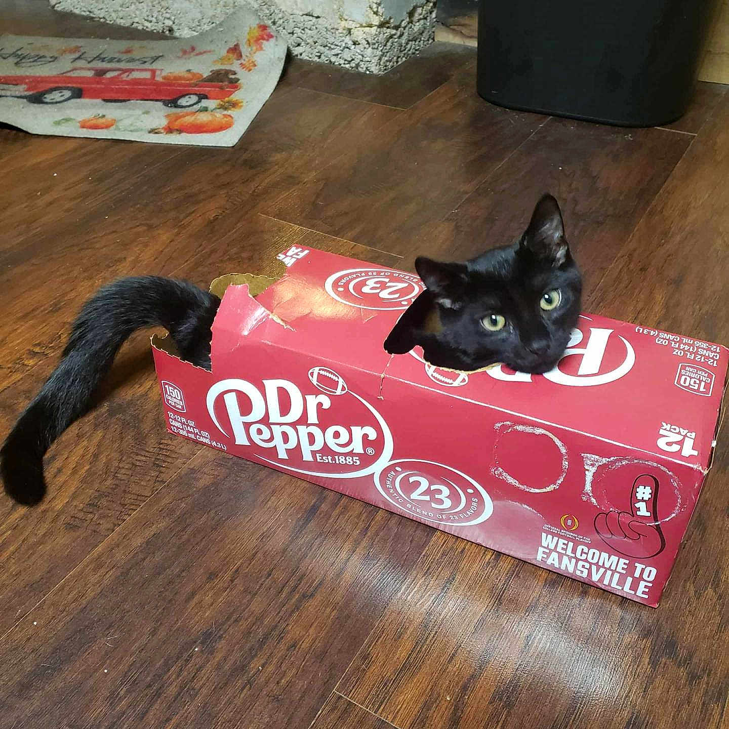 Zachary Binks is registered to the contest to win money with this photo: animal, black_cat, cardboard_box, cat, container, curious, cute, domestic_cat, dr_pepper, feline, floor, funny, hole, indoor, looking, packaging, pet, playful, tail, wooden_floor