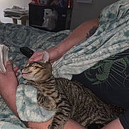 Snarfy is registered to the contest to win money with this photo: arms, blanket, cat, comfort, couch, cozy, fur, hand, indoor, nap, person, pet, relaxation, remote_control, resting, sleeping, snuggling, striped, tabby_cat, tattoo