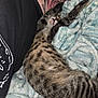 animal, black_shirt, blanket, cat, closeup, comfort, cozy, cuddle, fur, indoor, nap, person, pet, relaxed, resting, sleeping, soft_texture, striped, tabby_cat, tattoo