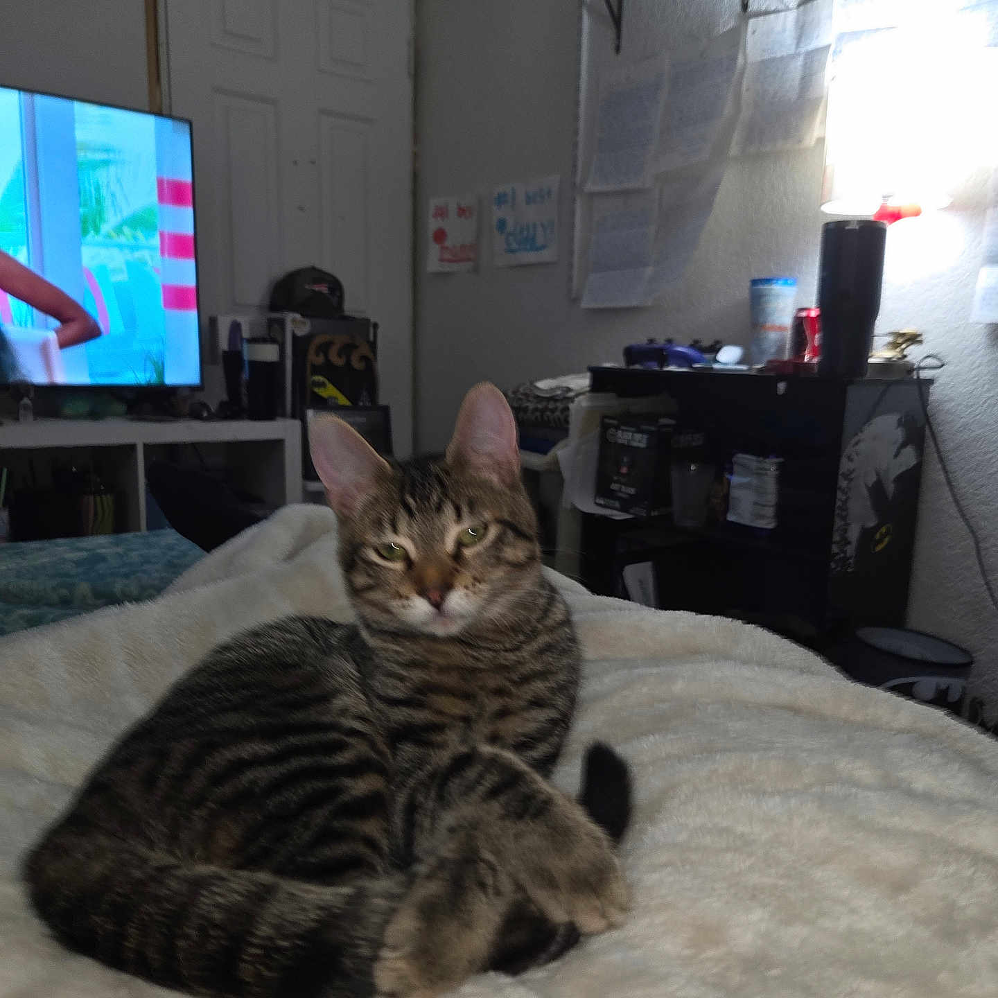 Snarfy is registered to the contest to win money with this photo: animal, blanket, cat, cozy, domestic, ears, fur, furniture, home, indoor, lamp, paws, pet, relaxed, room, shelf, tabby, tail, television, whiskers