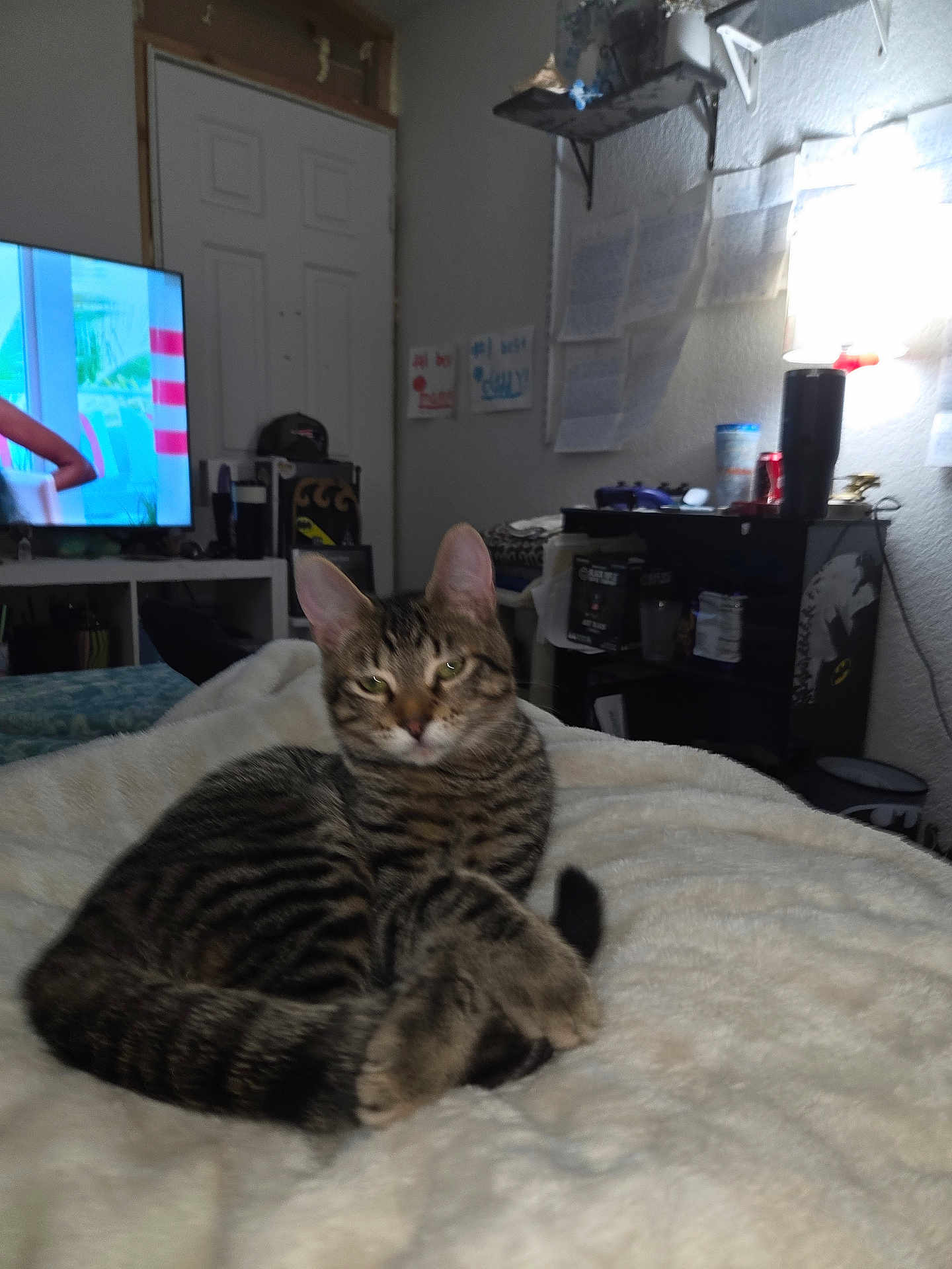Snarfy is registered to the contest to win money with this photo: animal, blanket, cat, cozy, domestic, ears, fur, furniture, home, indoor, lamp, paws, pet, relaxed, room, shelf, tabby, tail, television, whiskers