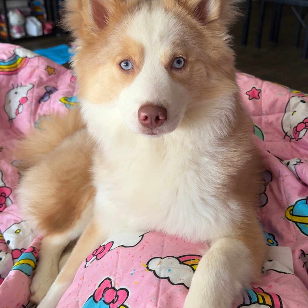 Silvia joined the competition — help win amazing prizes! animal, baby, bed, blanket, canine, collie, cushion, dog, eskimodog, furniture, homedecor, husky, indoors, interiordesign, linen, person, pet, puppy, quilt, shelf