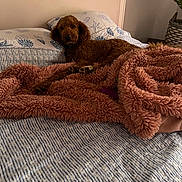Beauregard is registered to the contest to win money with this photo: animal, bed, blanket, brown_dog, canine, comfort, cozy, dog, fluffy_blanket, furniture, home, indoor, pet, pillow, plant, relaxed, resting, sleepy, striped_sheet, wicker_basket