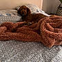 animal, bed, blanket, brown_dog, canine, comfort, cozy, dog, fluffy_blanket, furniture, home, indoor, pet, pillow, plant, relaxed, resting, sleepy, striped_sheet, wicker_basket