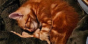 Sunny joined the competition — help win amazing prizes! animal, blanket, cat, closeup, comfort, cozy, cute, domestic_cat, feline, fur, indoors, kitten, nap, orange_tabby, pet, pillow, resting, sleeping, soft, warm