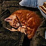 animal, blanket, cat, closeup, comfort, cozy, cute, domestic_cat, feline, fur, indoors, kitten, nap, orange_tabby, pet, pillow, resting, sleeping, soft, warm