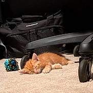 Sunny joined the competition — help win amazing prizes! bag, calm, carpet, cat, cozy, cute, domestic_animal, feline, floor, indoor, kitten, office_chair, orange_cat, pet, quiet, resting, sleeping, small, toy, wheels