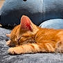 Sunny is registered to the contest to win money with this photo: animal, blanket, blue_dinosaur, closeup, comfort, cozy, cute, domestic_cat, feline, fur, indoor, kitten, nap, orange_cat, pet, plush_toy, resting, sleeping, soft_texture, young_cat