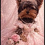 adorable, celebration, closeup, costume, cute, dog, dress_up, elegant, flowers, indoor, lace, pearl_necklace, pet, pink_dress, portrait, princess, roses, soft_lighting, tiara, yorkshire_terrier