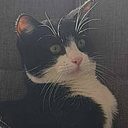 Ultime participe au concours pour gagner de l'argent avec cette photo : automotive_window_part, carnivore, cat, comfort, domestic_short_haired_cat, felidae, fur, grass, linens, monochrome_photography, paw, sitting, sky, small_to_medium_sized_cats, snout, tail, tints_and_shades, whiskers, window, windshield