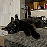 Spook joined the competition — help win amazing prizes! black_cat, cat, pet, indoor, furniture, sofa, relaxing, animal, closeup, home, cozy, living_room, eyes, whiskers, ears, domestic_cat, laying_down, fur, cute, resting