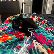 Spook joined the competition — help win amazing prizes! black_cat, cat, indoor, blanket, colorful, toy, string, playful, pet, animal, furniture, door, dorm_room, flowers, cozy, relaxed, curious, lying_down, close_up, domestic_cat