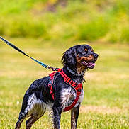 Anoopy participe au concours pour gagner de l'argent avec cette photo : dog, canine, pet, leash, harness, grass, outdoor, nature, animal, black, brown, standing, tongue_out, happy, summer, field, fur, ears, muzzle, walking