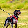 dog, canine, pet, leash, harness, grass, outdoor, nature, animal, black, brown, standing, tongue_out, happy, summer, field, fur, ears, muzzle, walking